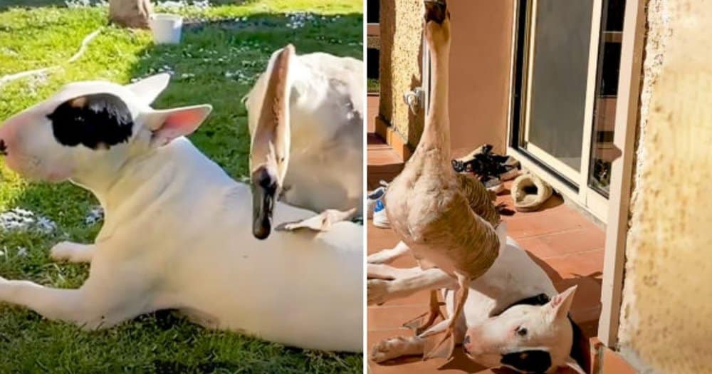 Goose Walks On Dog Brother’s Head To Wake Him Up, Honking In Triumph