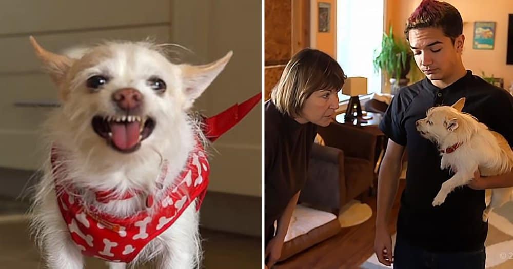 Grandmother Faces Challenges With Grandson’s Troubling Dog