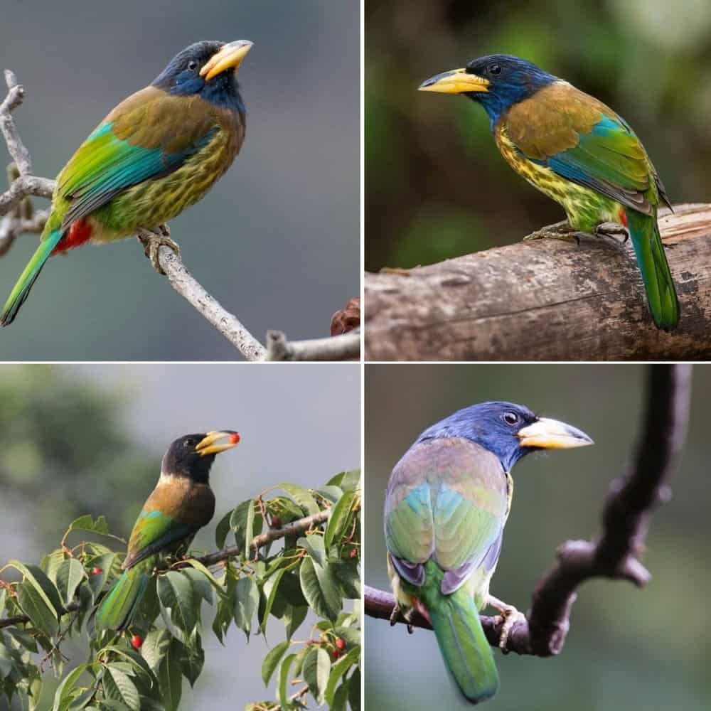 Great Barbet The Vibrant Bird With A Unique Call Found Across South And Southeast Asia