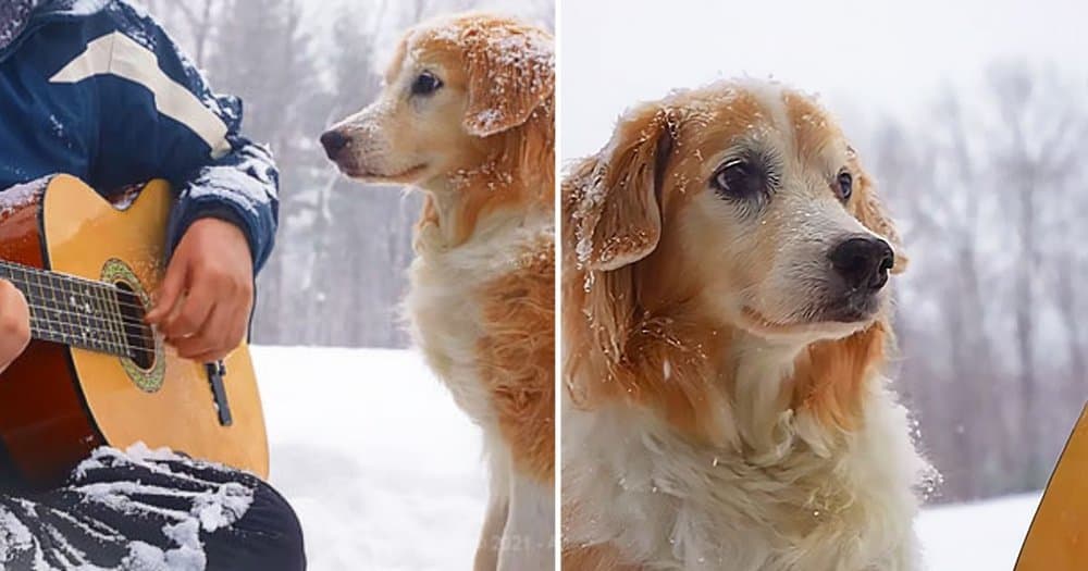 Guitarist’s Heartfelt Performance Of Coldplay’s Paradise Captivates With Loyal Dog By His Side
