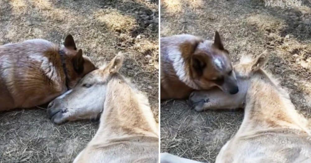 Heartwarming Friendship Dog Becomes Foster Parent To Orphaned Foal