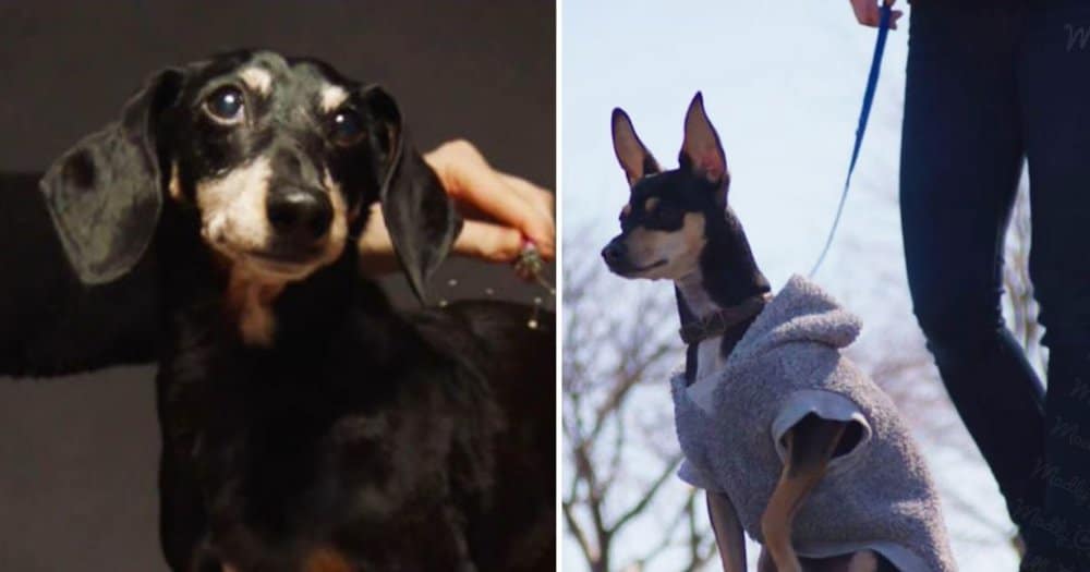 Heartwarming Short Film Celebrates The Bond Between Dogs And Their Owners