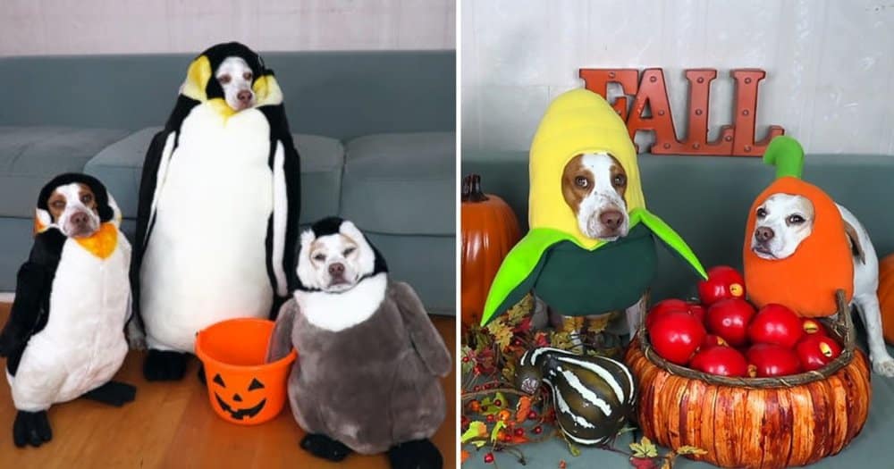 Hilarious Halloween Costumes For Dogs