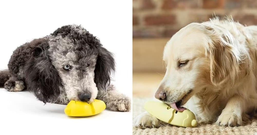 How To Keep Your Dog Safe During The Uk's Mini Heatwave Expert Tips For Keeping Pets Cool And Hydrated