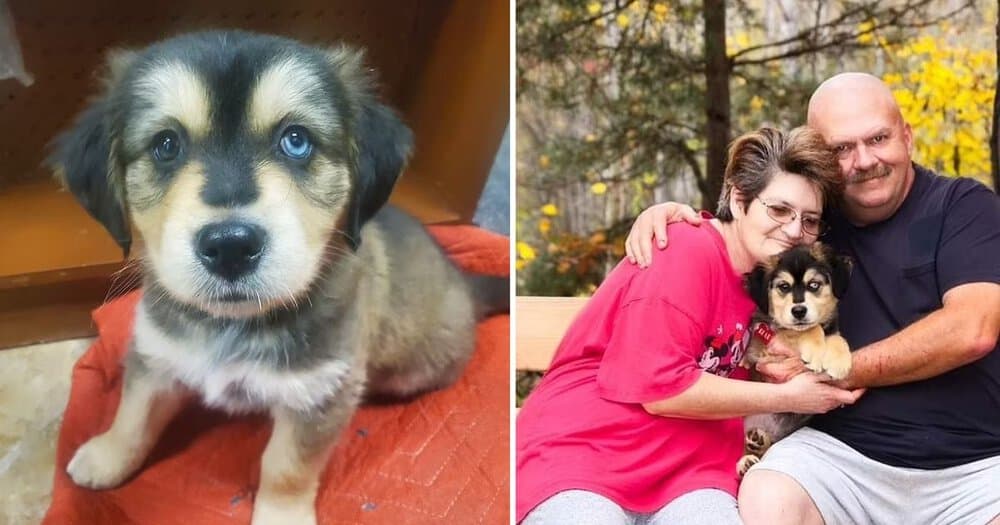 Husky Puppy Saves Owner's Life After Massive Heart Attack