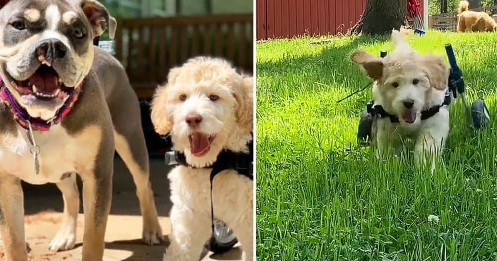 Inspiring Journey Of Benny The Disabled Goldendoodle Spreads Joy