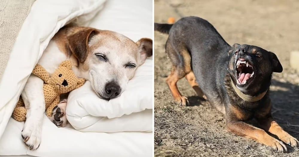 Is Your Dog Getting Enough Sleep Vets Explain How Many Hours They Really Need