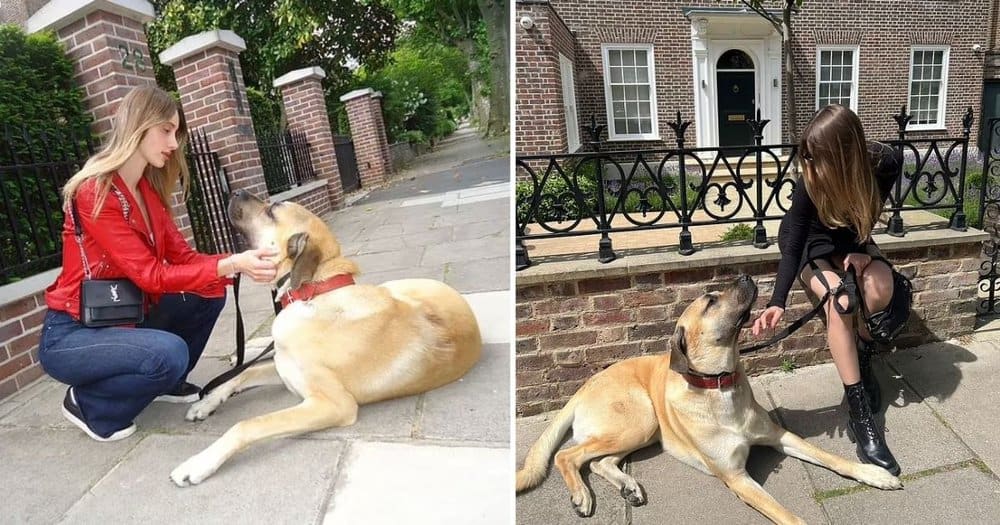 It’s Like Walking With A Celebrity Woman’s 70kg Dog Stands Taller Than Most Londoners