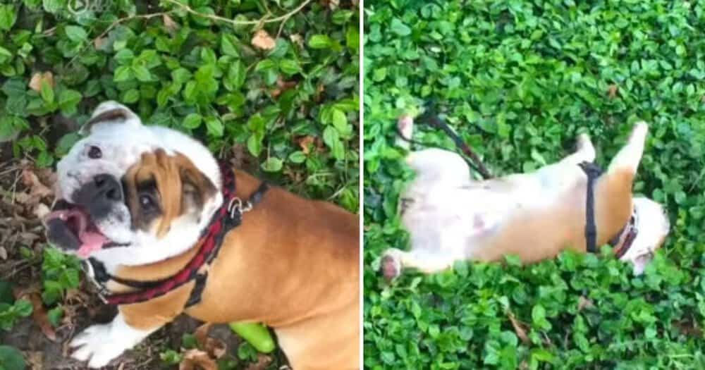 Juju The English Bulldog Brings Joy Rolling Down A Hill