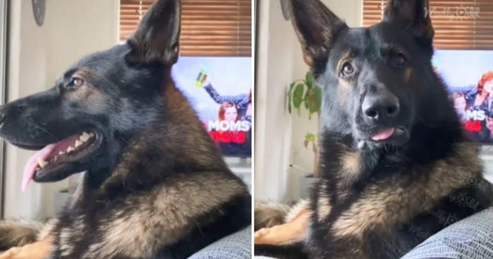 K9 Sniffer Dog's Hilarious Reaction To A Trigger Word Delights His New Family