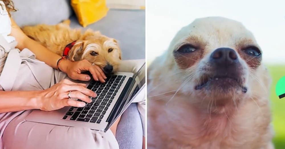 Key Things To Avoid When Caring For Your Dog