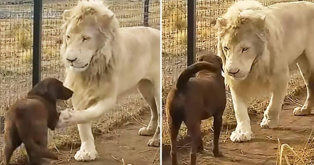 Lion Apologizing To His Dog Friend Melts Hearts With 60 Million Views