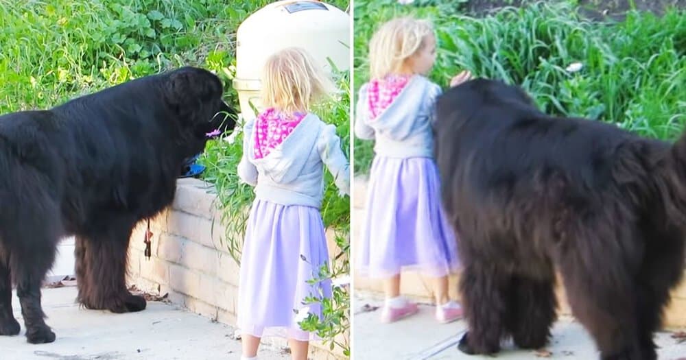 Little Girl And Her Loyal Newfoundland Share An Unbreakable Bond
