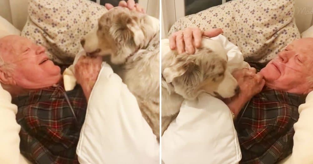 Loyal Dog Offers Heartwarming Support To Grandpa