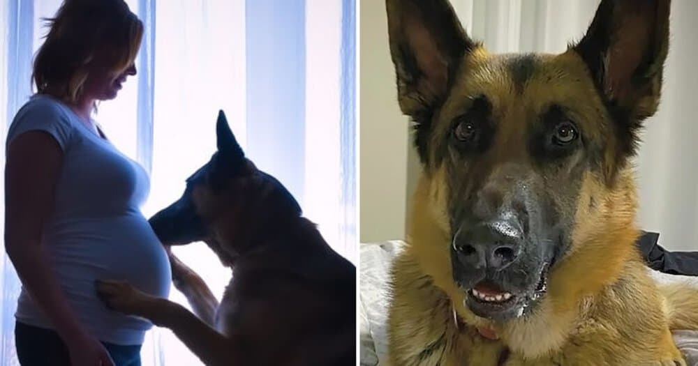 Loyal German Shepherd Patiently Awaits Baby Brother To Grow Up