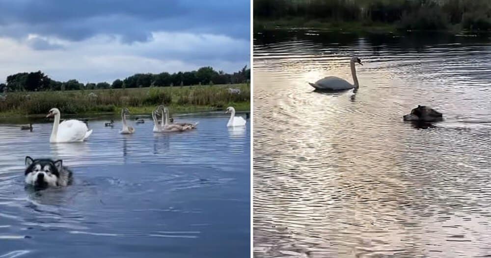 Malamute Dog Enjoys A Swim With Ducks And Swans