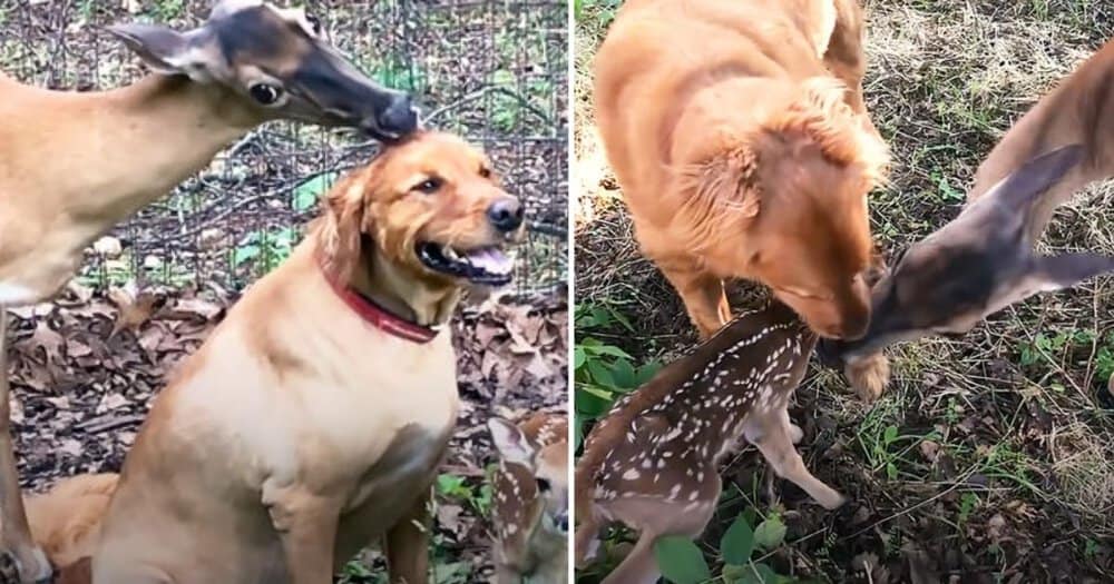 Mama Deer Brings Her Fawns To Meet Her Dog Best Friend