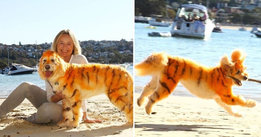 Meet Marley The Dog Who's Turning Heads As A Tiger Thanks To A Creative Pet Groomer And Her Son