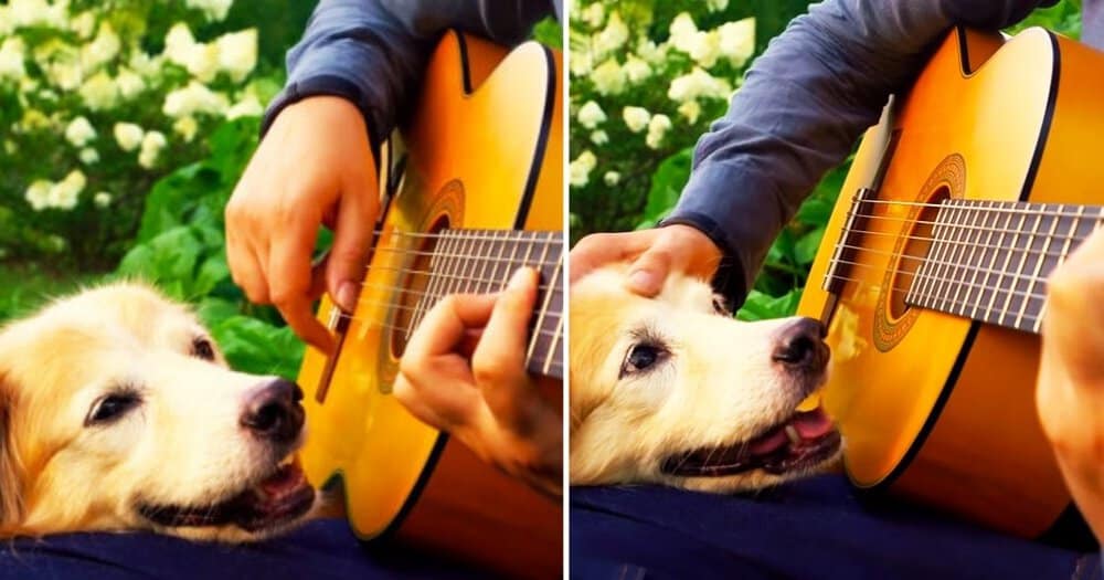 Musician Bids Farewell To His Beloved Dog With A Heartfelt Acoustic Tribute