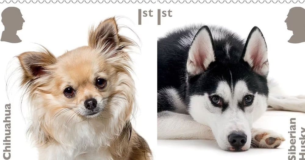 New Stamps Celebrate Popular Dog Breeds In The Uk