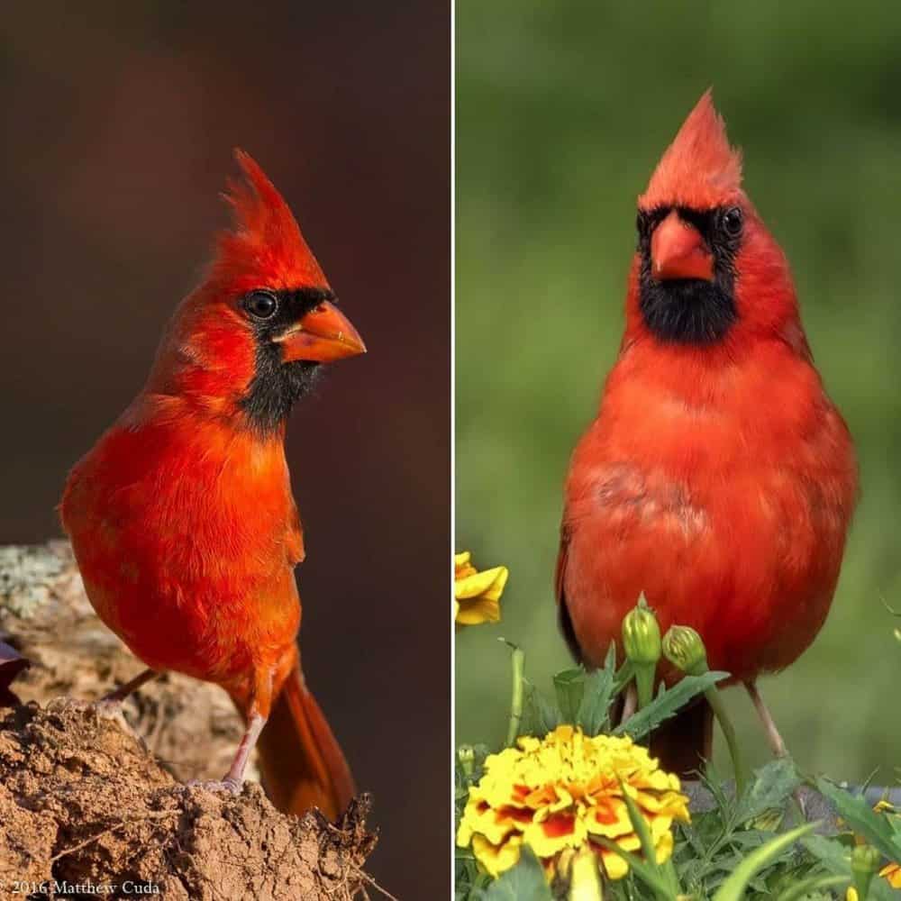 Northern Cardinal The Striking Winter Bird Beloved By Many