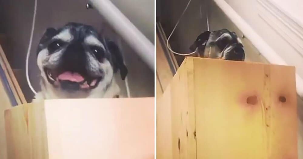 Older Dogs Get Their Own Stair Lift