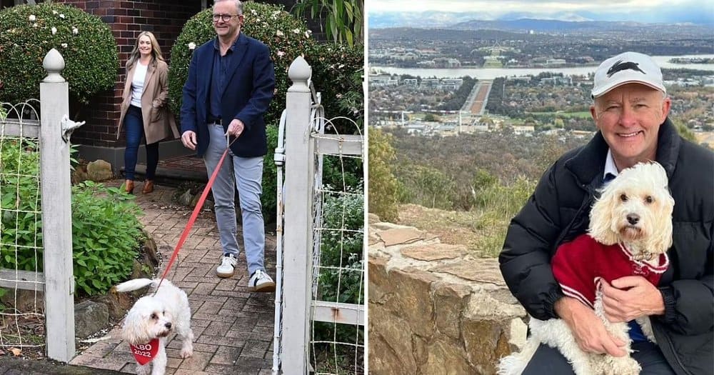 Outrage Over Anthony Albanese's Dog Photo Sparks Controversy