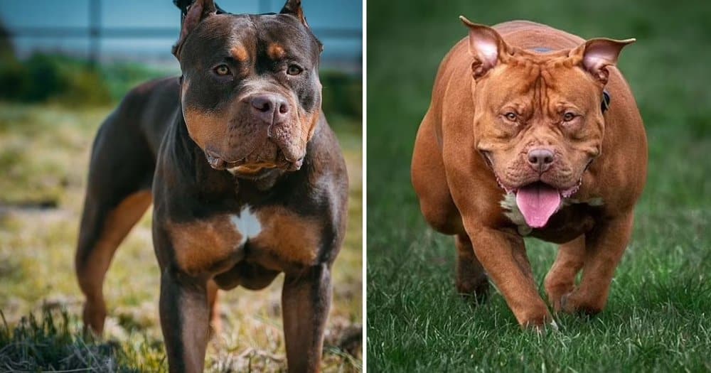 Over 57000 Xl Bully Dogs Still On Streets After Government Ban