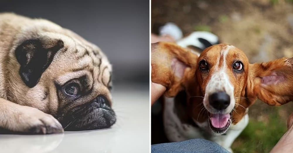 Pandemic Era Dogs Are Twice As Likely To Experience Anxiety In New Environments Study Finds