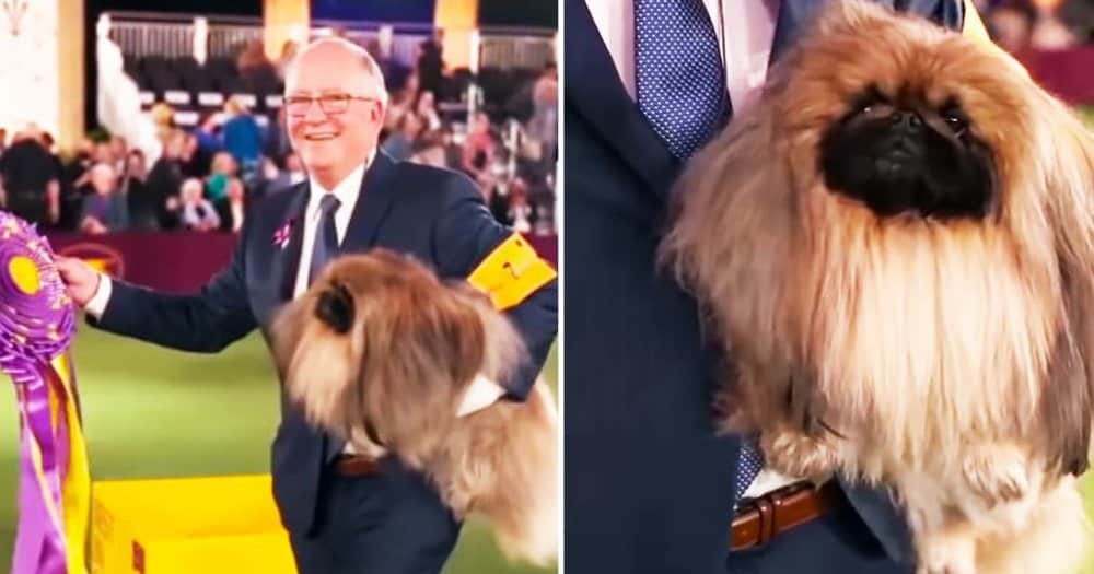 Pekingese Wins Best In Show At 145th Westminster Kennel Club Dog Show