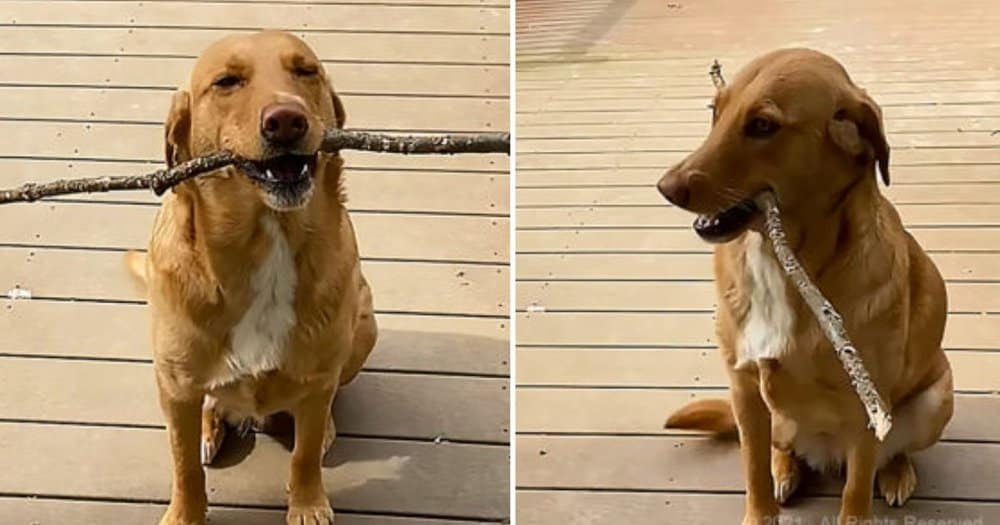 Playful Pup Refuses To Give Up His Favorite Stick