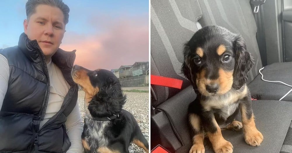 Plumber Reunited With Stolen Cocker Spaniel After Three And A Half Years