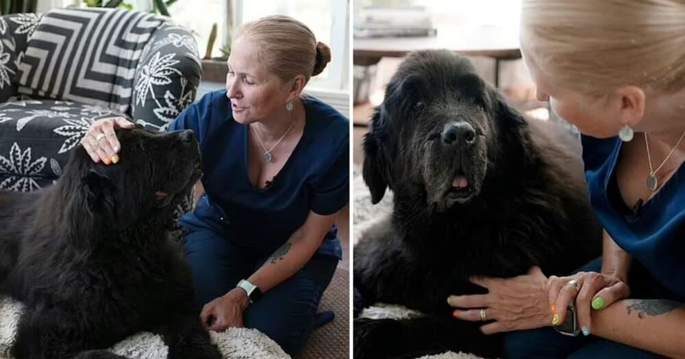 Preparing For The End Of Your Pet's Life