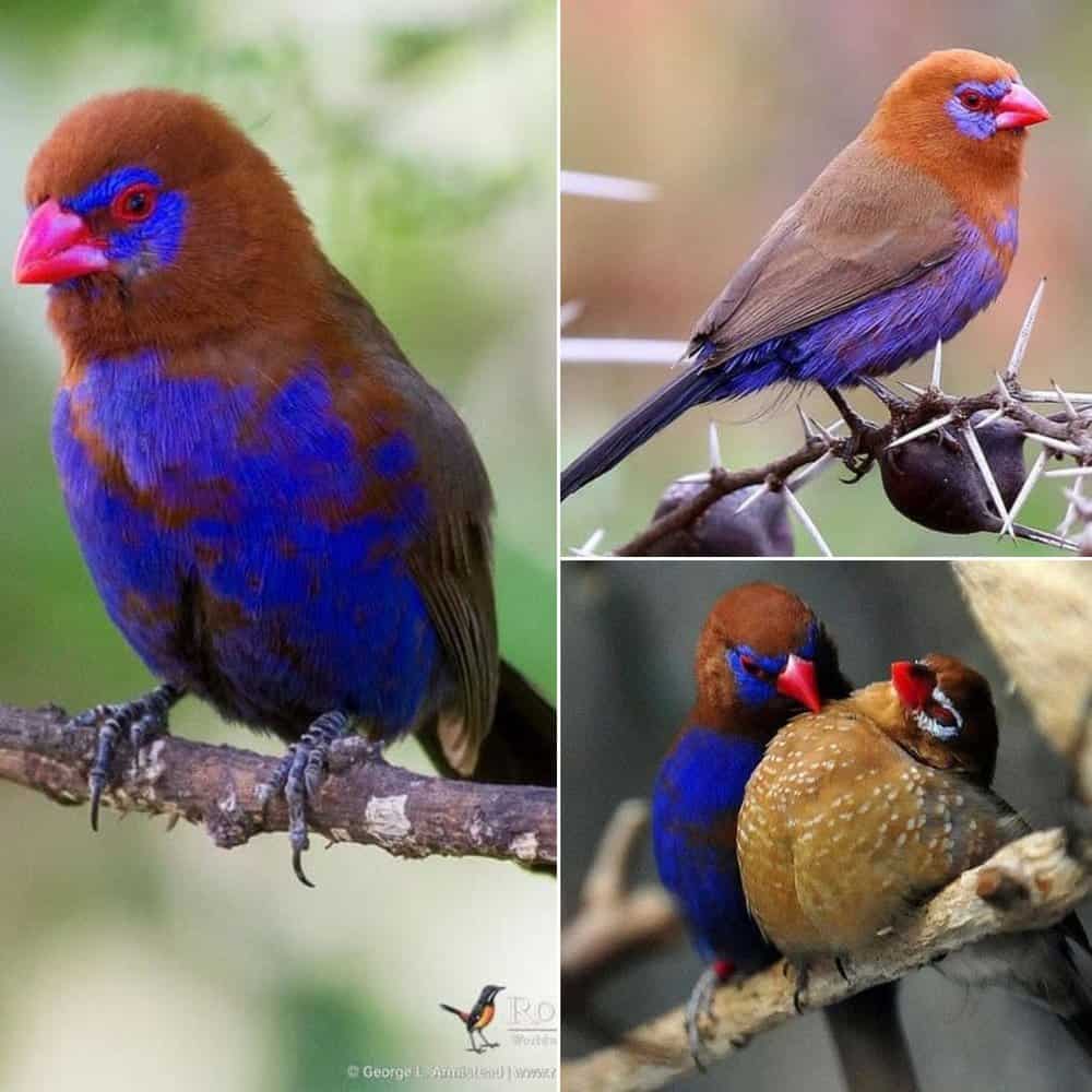 Purple Grenadier The Stunning Beauty Of A Deep Purple Blue Bird
