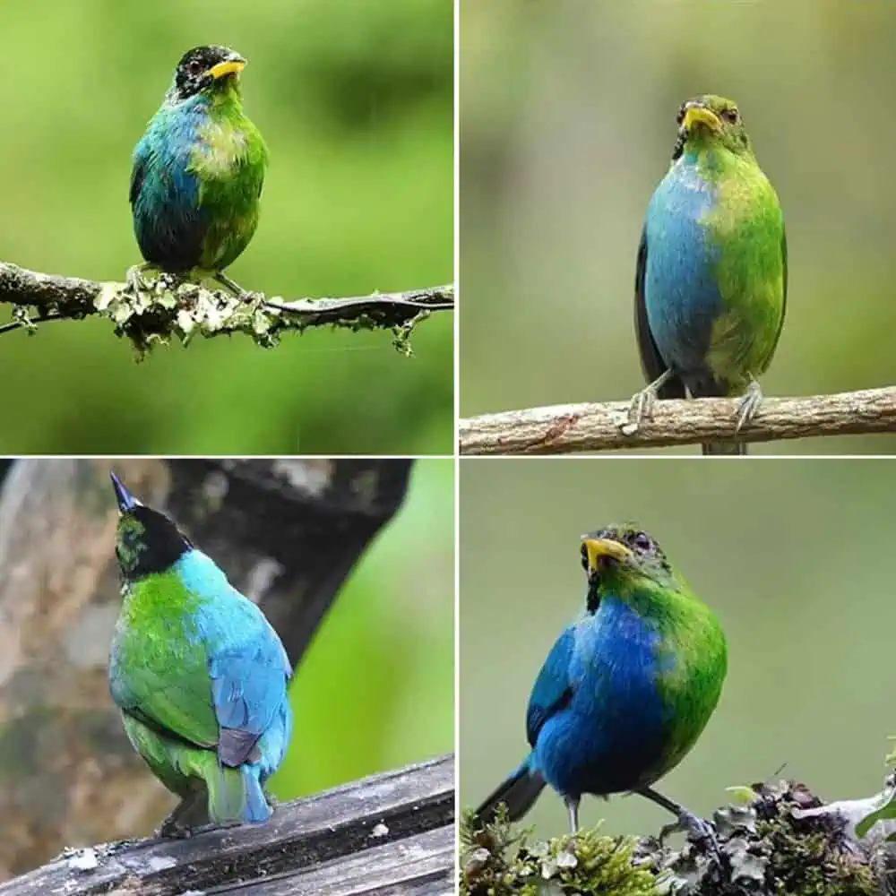 Rare Bird With Both Male And Female Traits Spotted In Colombia