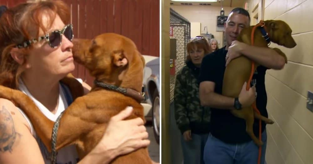 Rescued Fighting Dogs Find New Hope And Joy