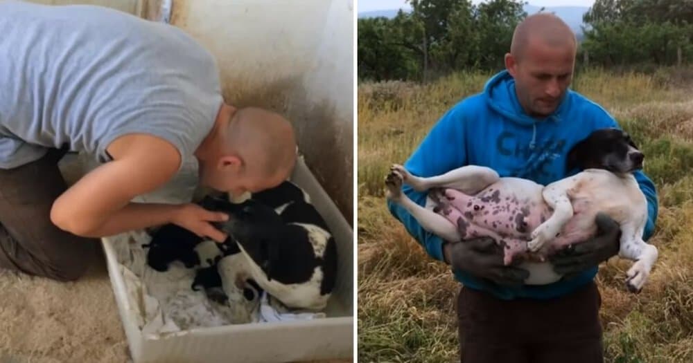 Rescued Pitbull Finds New Joy Sharing Constant Smiles After A Remarkable Journey From The Streets To A Loving Home