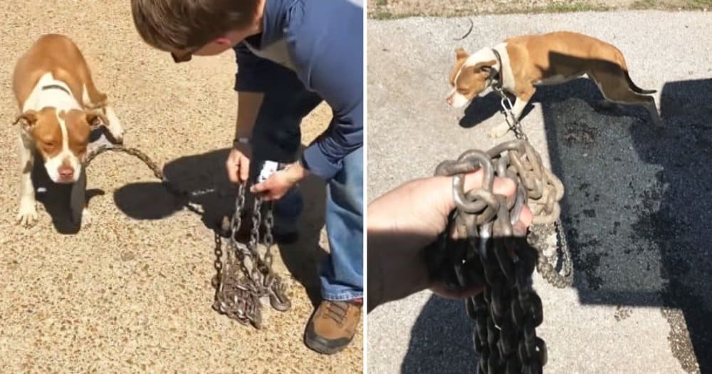 Rescuers Free Starving Stray Dog From A Heavy Chain