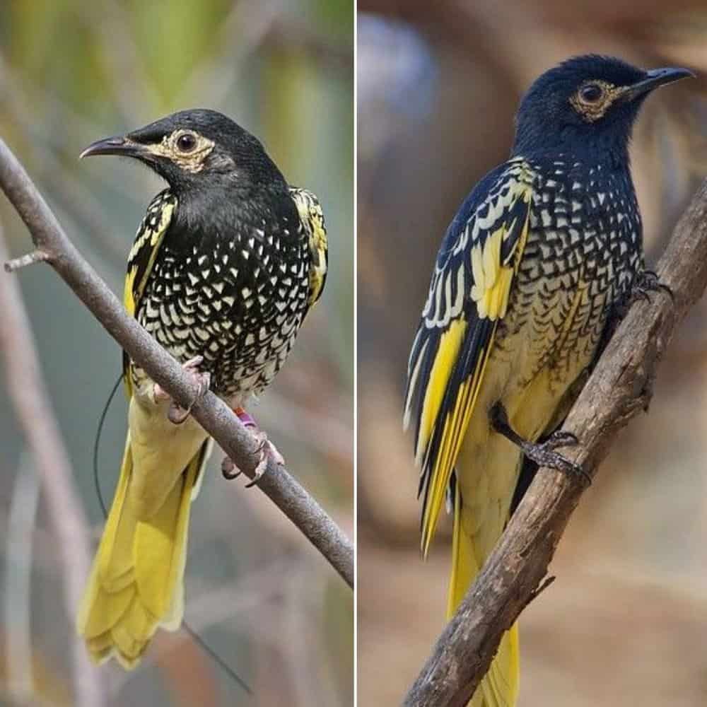 Saving The Regent Honeyeater A Conservation Priority