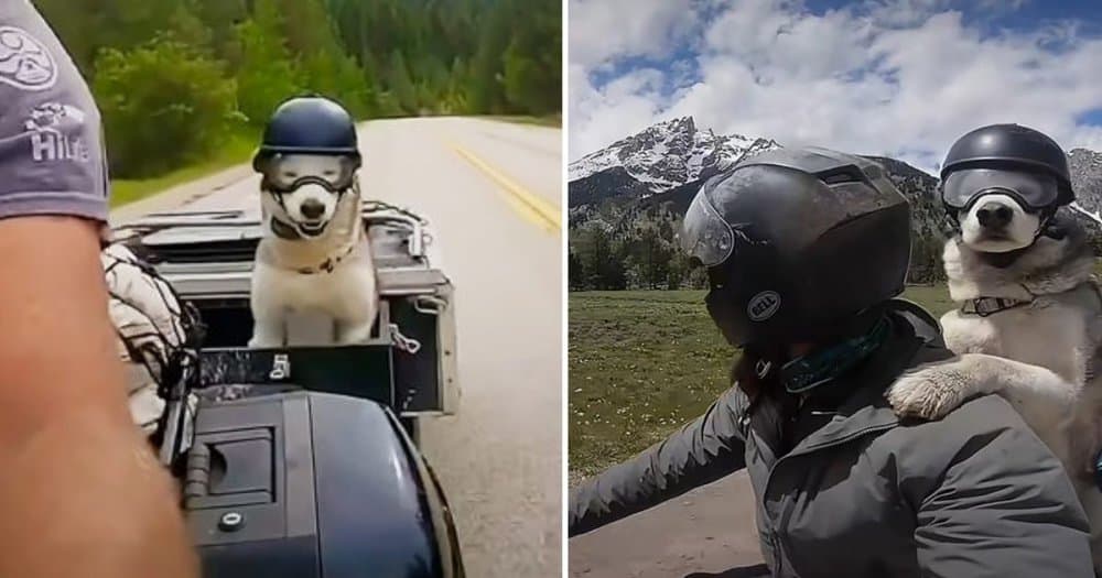 Senior Dog Sox Rides In Style With His Own Motorcycle Sidecar