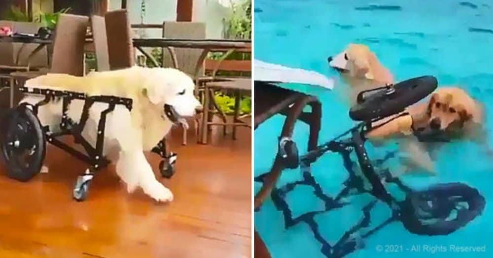 Senior Dog In A Wheelchair Makes A Splash In The Pool