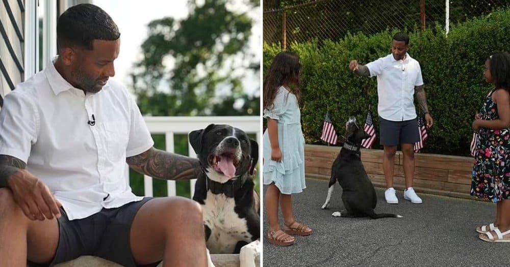 Service Dogs Show Promise In Easing Ptsd Symptoms Among Us Veterans Study Finds