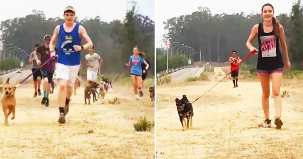 Shelter Dogs Join Students For Morning Runs