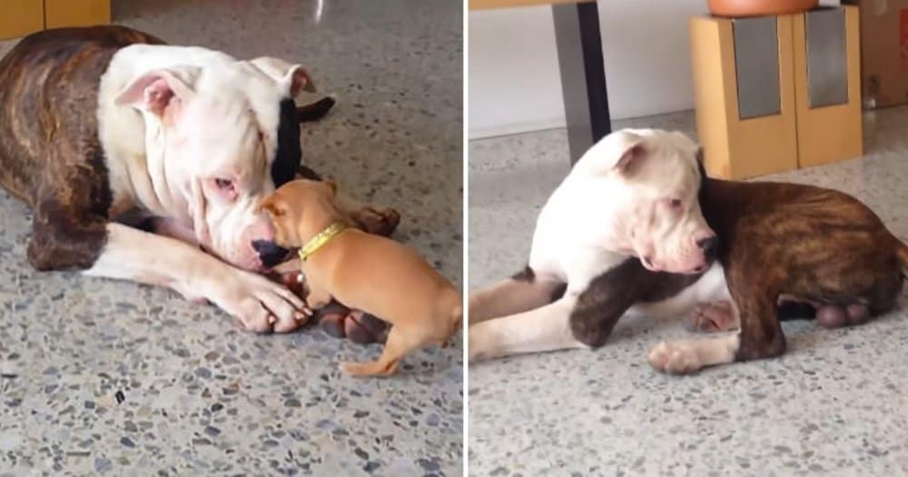 Sleepy Bulldog Handles Playful Chihuahua Pup With Patience