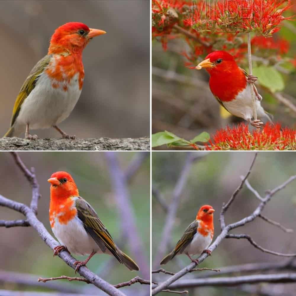 Southern Red Headed Weaver Natures Masterpiece In Balance