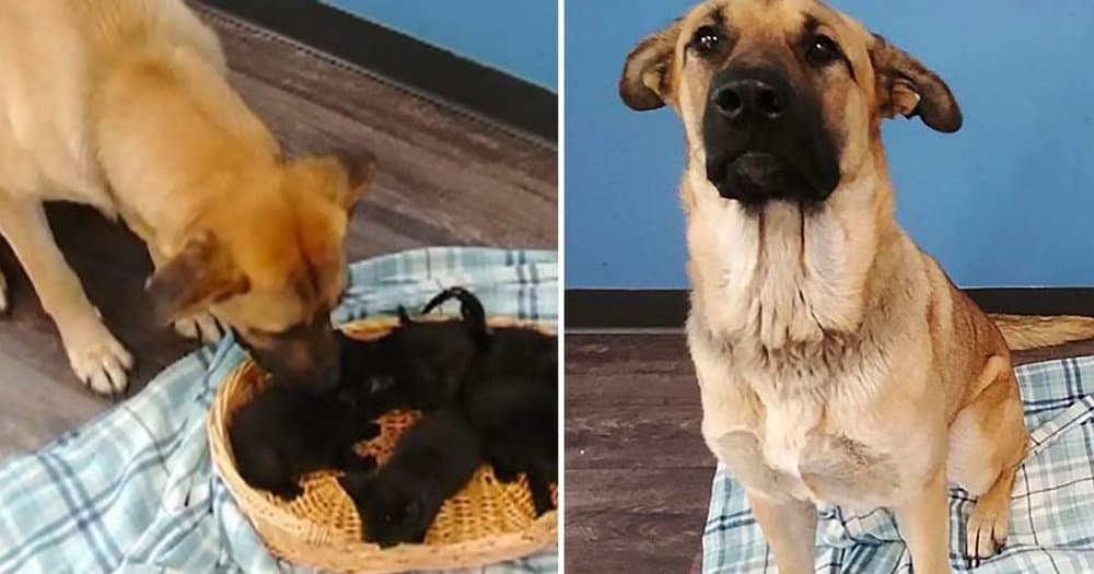 Stray Dog Found Protecting Orphaned Kittens In The Cold