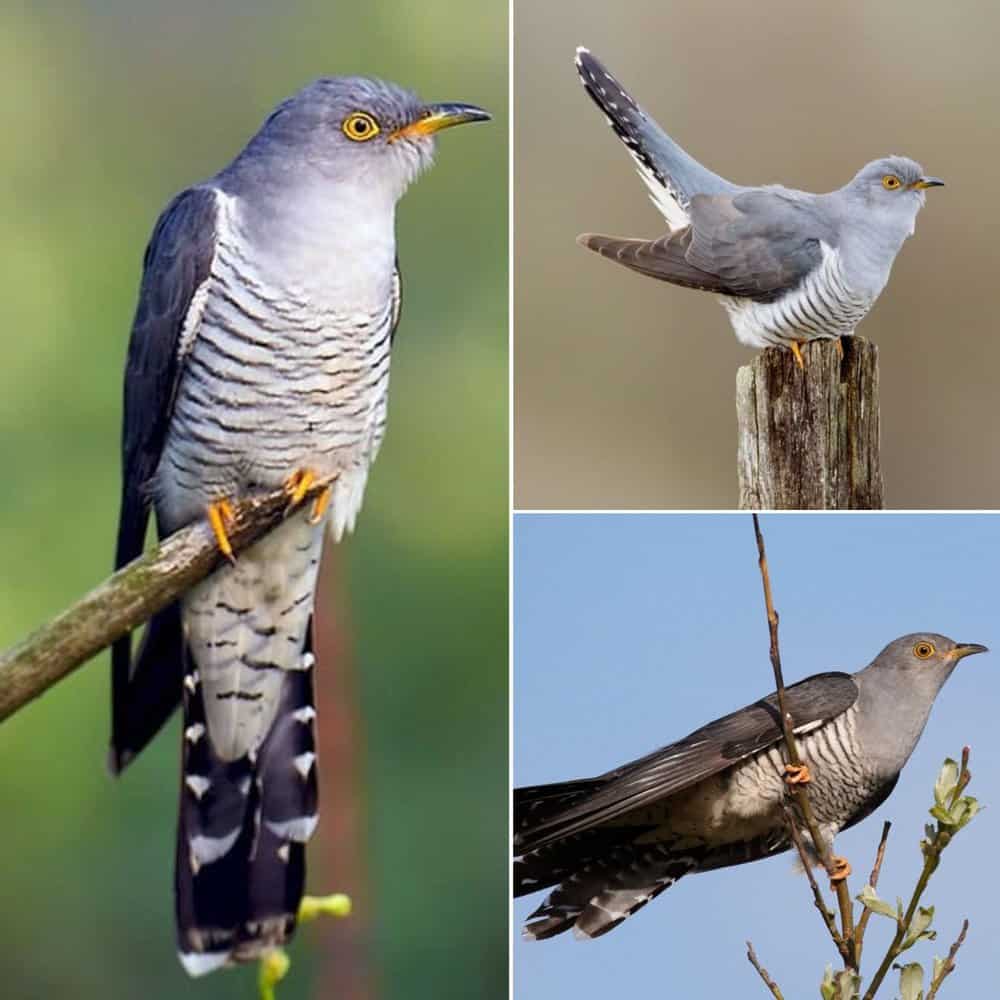 The Cunning Tactics Of The Cuckoo Bird Master Of Deception