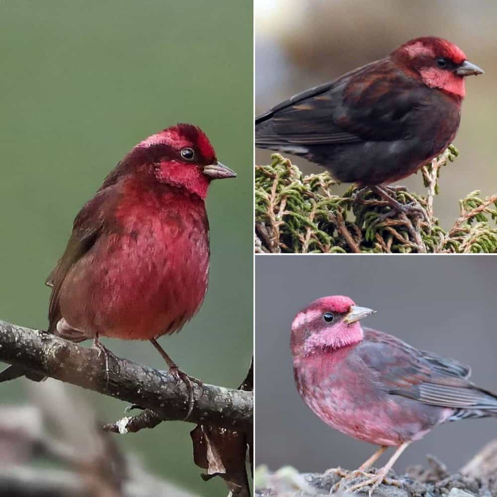 The Enchanting Blackpink Bird A Favorite Among Birdwatchers