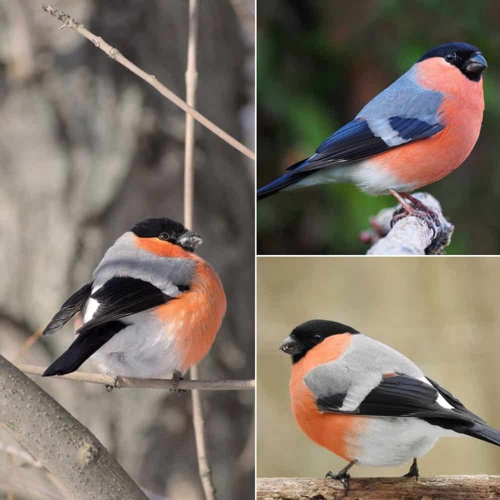 The Eurasian Bullfinch A Fascinating Bird Spanning Europe And Asia