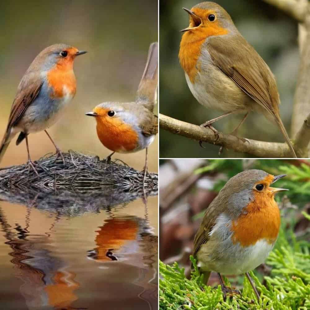 The European Robin A Beloved Bird With A Beautiful Song